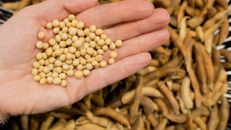 Landwirtschaft: Bauern reagieren auf Trockenheit – Mehr Bewässerung und Soja