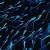 World's first SPERM race will take place before a live audience of more than 1,000 spectators next week