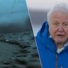 KIJK. “Ze verwoesten alles wat op hun pad komt”: nieuwe docu van Sir David Attenborough onthult oceaanverwoesting door sleepnetvissers