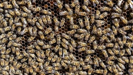Hospitalisée et mourante, cette femme voit ses symptômes disparaître après une attaque d'abeilles