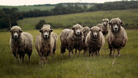 En 2009, des snipers en hélico ont abattu 1.200 moutons pour sauver la biodiversité d'une île: ils ont réussi