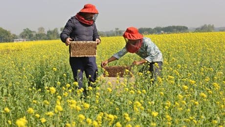 Bedrohliche Invasion Angriff auf die deutschen Bienen
