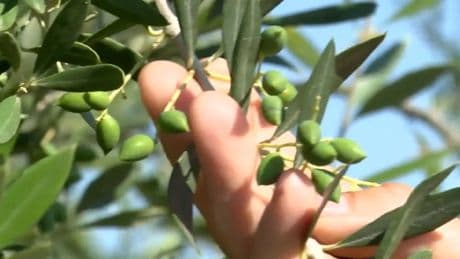 El aceite de oliva teme que la ola de calor y la falta de lluvias arruine la mejor cosecha en tres años
