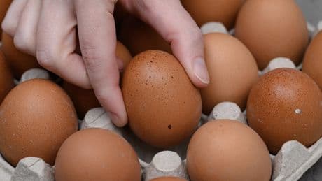L'interprofession des œufs s'inquiète d'importations d'Ukraine par certains distributeurs