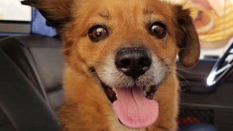 È mancato Leo, il cagnolino eroe delle 5 Terre. Nel 2011 aveva salvato il padrone da una frana