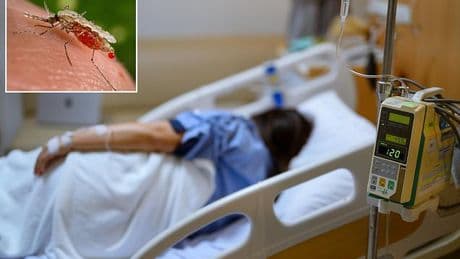 Officials record first case in 30 YEARS of locally acquired mosquito-borne disease