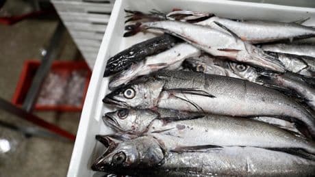 Du bateau à l’assiette, l’immense gaspillage des produits de la pêche