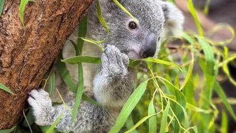 Traurige Nachricht - Junger Koala stirbt im Zoo