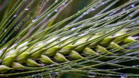 Ernte in Gefahr: Nässe bedroht Getreideernte in Sachsen-Anhalt