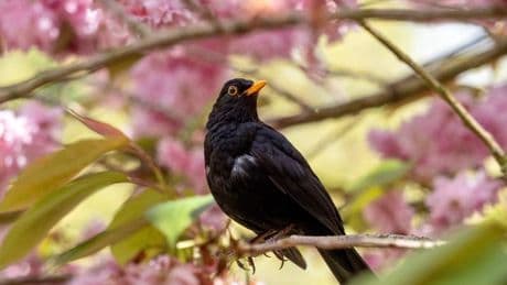 Anyone who has blackbirds in gardens urged to take 'immediate' action
