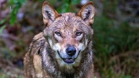 Nach tagelanger Suche: Entlaufene Wölfin im tschechischen Böhmerwald eingefangen