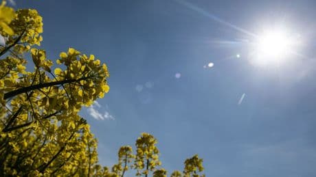 Wetter: Viel Sonne in Rheinland-Pfalz und im Saarland