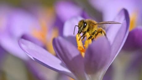 Blühende Helfer: Diese Pflanzen unterstützen Insekten im Frühling