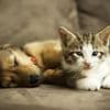 Pandemic boom in demand for puppies and kittens 'is over', says Pets at Home boss