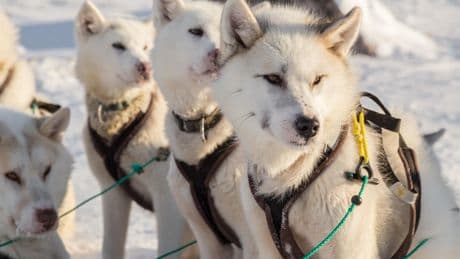 L’ADN des chiens du Groenland réécrit l’histoire de la migration Inuit