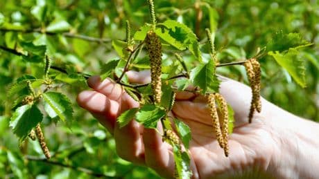 Scientist develops project to highlight lost wild flavours of Scotland