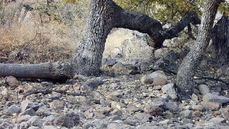 El inesperado programa que salva a los jaguares de la extinción