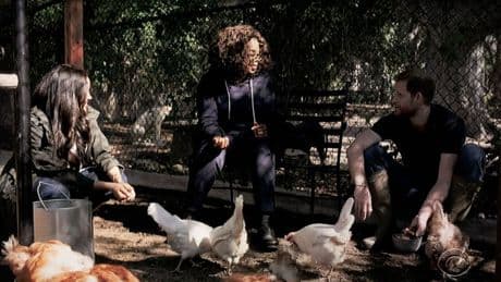 Prinz Harry und Herzogin Meghan: Oprah, die Sussexes und der "Enten-Notfall"