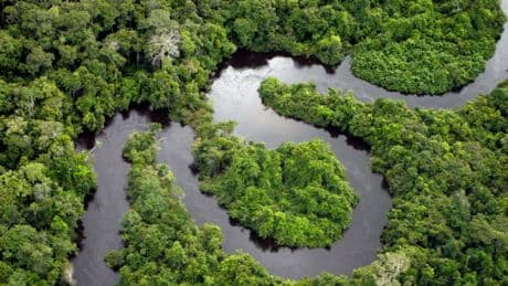 From lost cities to eerie ‘ghost dogs’ – six mysterious discoveries from deep inside the Amazon rainforest