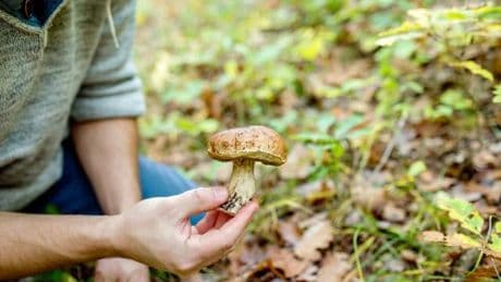 Bundesamt für Strahlenschutz: Verzehr deutscher Wildpilze unbedenklich