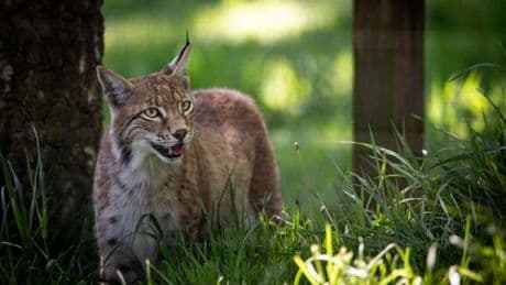 Three lynx rescued in Highlands named by local primary school and charity
