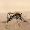 Krankheiten: Chikungunya-Virus breitet sich weiter in China aus