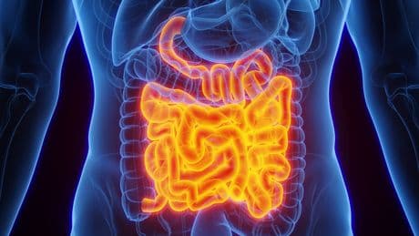 Darmgesundheit unterstützen: Fünf Superfoods kurbeln Ihre Verdauung an