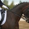 Paard van 12.000 euro hinnikt niet maar fluit: koper wil geld terug en eist dat dier wordt opgehaald