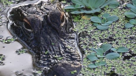 Alligator kills woman who was canoeing at popular Florida lake