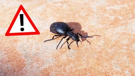 Dickes schwarzes Insekt: Sie sollten es niemals anfassen