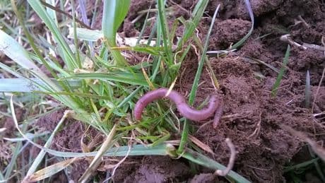 Herald Diary: Selling gloves to worms and a spring water bed