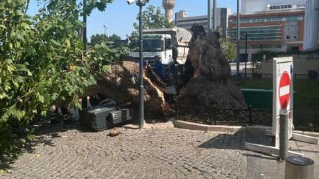 İzmir'de tarihi Kemeraltı Çarşısı girişindeki asırlık çınar devrildi