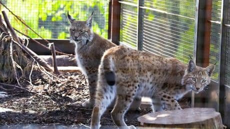 Runaway lynx rescued after illegal release in Highlands named by local kids