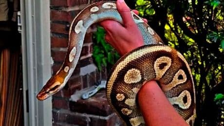 Bewoners Amsterdamse woning vinden koningspython in de gang