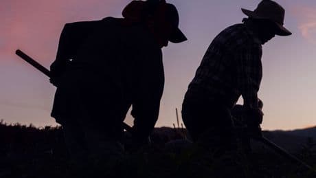 California Farms Feed America. They Can’t Do It Without Immigrants.