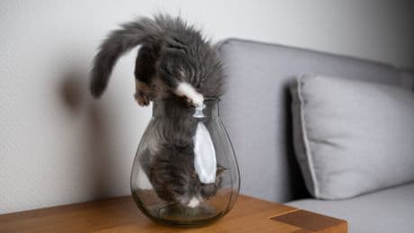 Kein Wasser, aber trotzdem eine Flüssigkeit: Dieses Geheimnis hüten Katzen