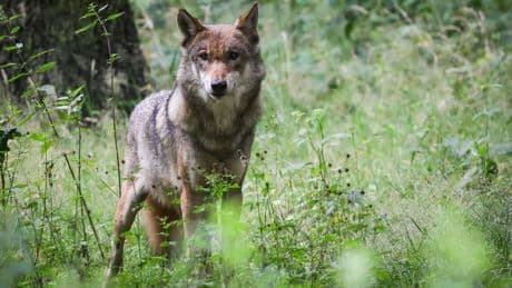 Koalitionsvertrag: Waldbesitzer und Jäger für Aufnahme des Wolfs ins Jagdrecht
