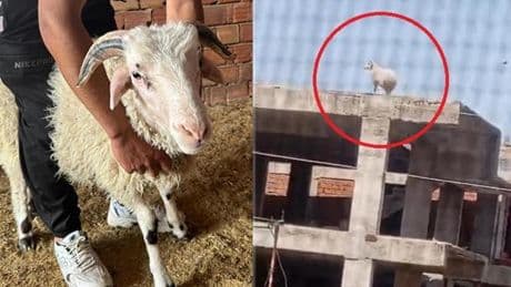 Kuzuyken alıp büyüttü! Kaçıp 3 katlı binanın üzerine çıkınca sahibi kıyamadı
