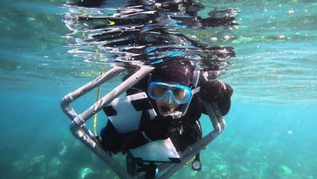 Reforestar el mar para hacer frente al cambio climático: &quot;Las posidonias ya salvaron la vida en el planeta al menos una vez&quot;