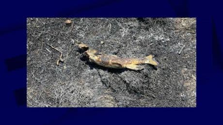 Au Canada, un rapace lâche un poisson sur une ligne électrique, créant un incendie et une coupure de courant