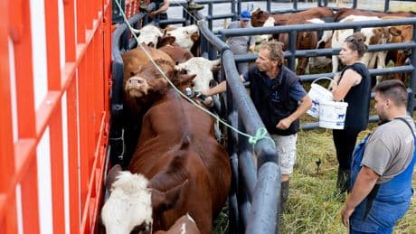 Dermatose nodulaire : en Savoie, face-à-face douloureux entre éleveurs et vétérinaires
