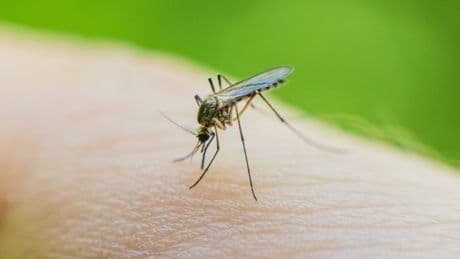 What is West Nile virus? Symptoms and advice after deaths in Italy