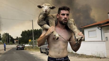 La ola de incendios ya ha causado unas pérdidas de al menos 600 millones de euros en agricultura