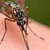 Deux cas autochtones de chikungunya identifiés en Corse-du-Sud