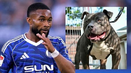 Hundeskandal auf Schalke - „Ghost“ droht die Abschiebung