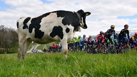 Tour de France route changed at last minute due to herd of contagious cows