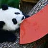 Tiere: Party bei den Pandas: Leni und Lotti werden ein Jahr