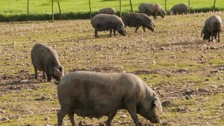 Porc européen : la Chine va imposer des droits antidumping provisoires