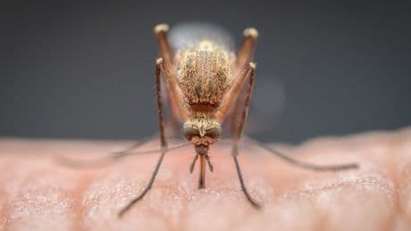 Scientists are studying ways to make your blood deadly to mosquitos