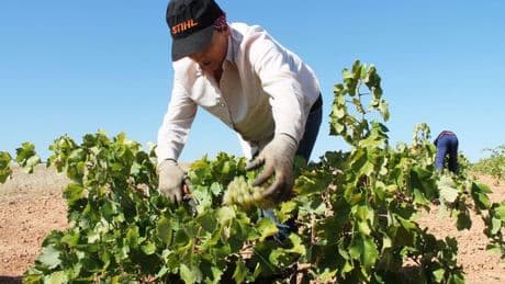 Bruselas confirma que EEUU impondrá un arancel del 15 por ciento al vino